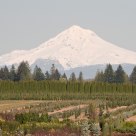Mt. Hood & Shrubberies